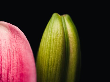 An extreme close-up of a vibrant flower petal and bud against a black background, showcasing nature's intricate details.