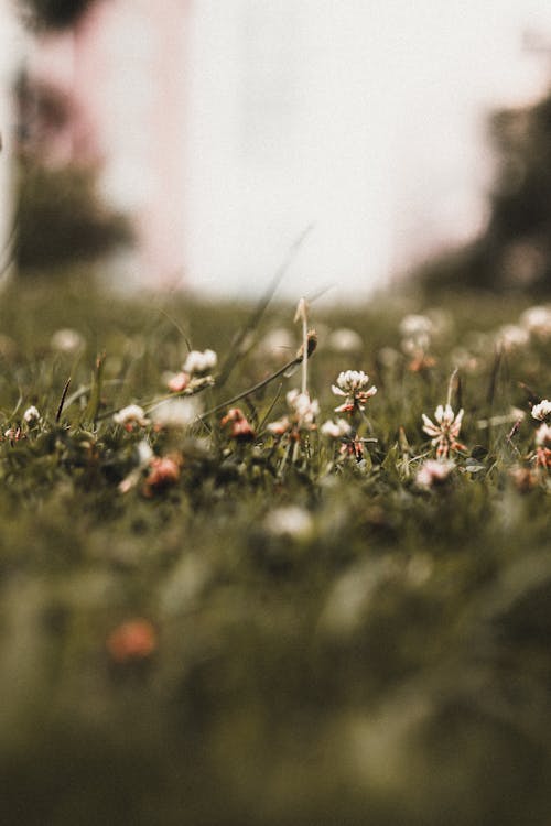 White Flowers on Green Grass Field
