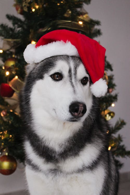 サンタの帽子, シベリアンハスキー, ペットの無料の写真素材