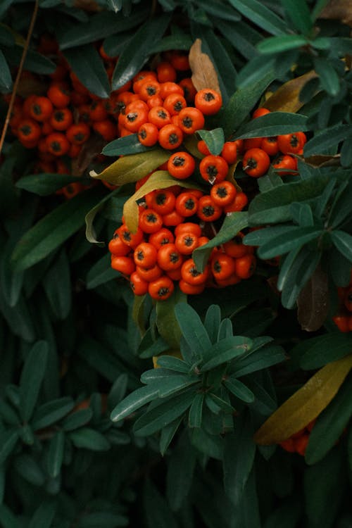 Close up of Berries