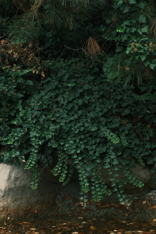 Lush Foliage in Garden