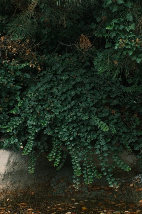 Free Dense green foliage cascading over rocks in an outdoor setting, showcasing nature's lush growth. Stock Photo