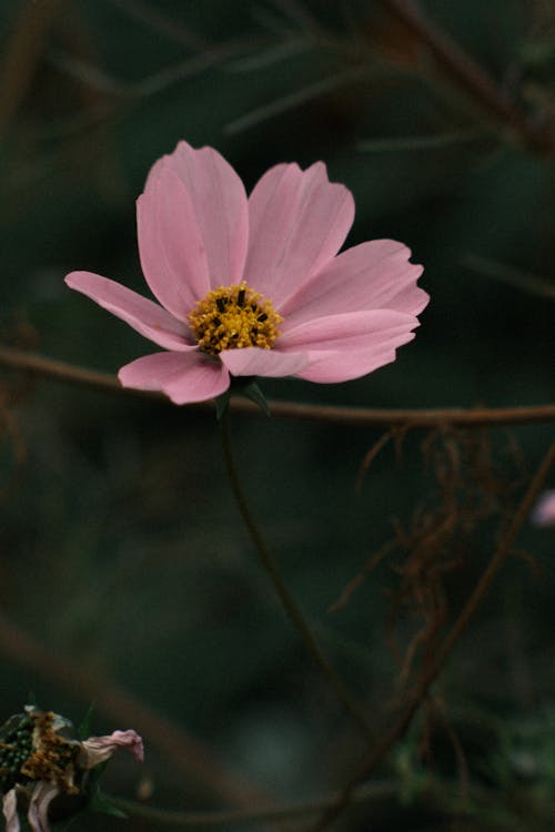 Foto d'estoc gratuïta de botànica, creixement, flor rosa