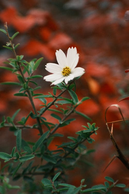 Blooming White Flower