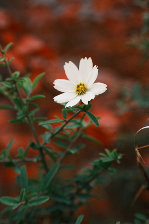 Close up of a Flower 