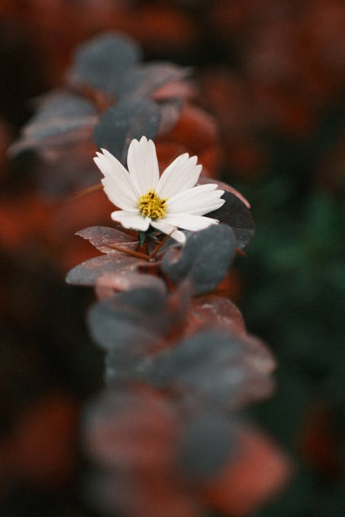 Foto d'estoc gratuïta de flor, fresc, fulles