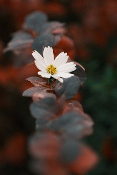 A detailed close-up of a vibrant white flower surrounded by red leaves, evoking natural beauty.