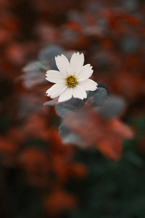 Gratis lagerfoto af blomst, blomstrende, botanik