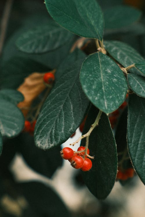 Close Up of Leaves and Berries