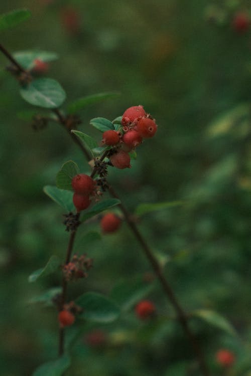 Branches with Buds