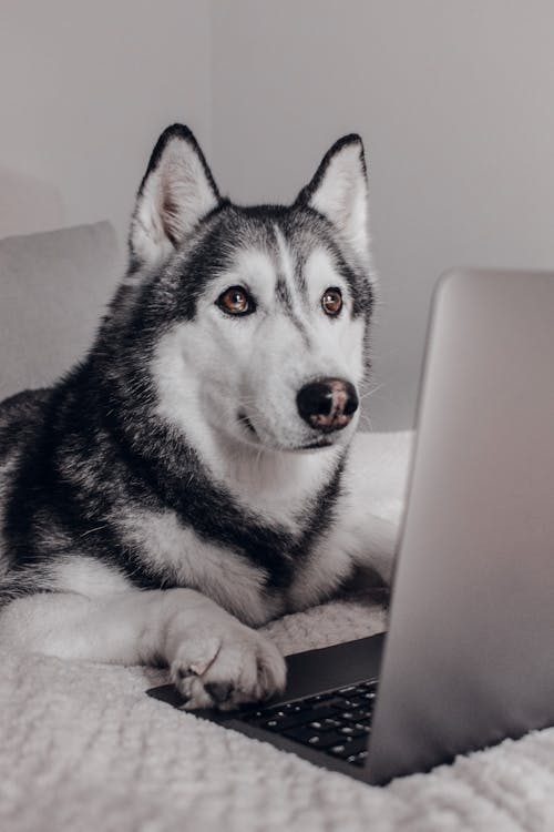 Foto d'estoc gratuïta de a casa, amant de les mascotes, amants de les mascotes