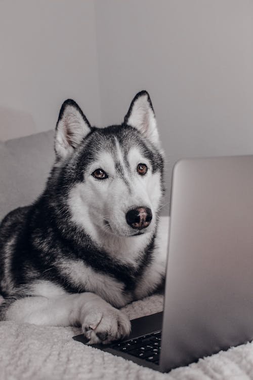 Foto d'estoc gratuïta de a casa, a casa quedar-se a casa, amant de les mascotes