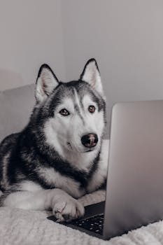 Adorable Husky dog sitting indoors, engaged with a laptop at home.