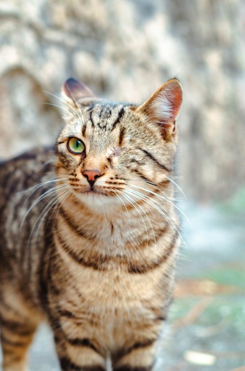 Cat One Photo One Eyed Cat Photos, Download The BEST Free One Eyed Cat Stock Photos ...