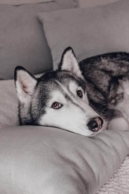 A husky dog laying on a bed with pillows