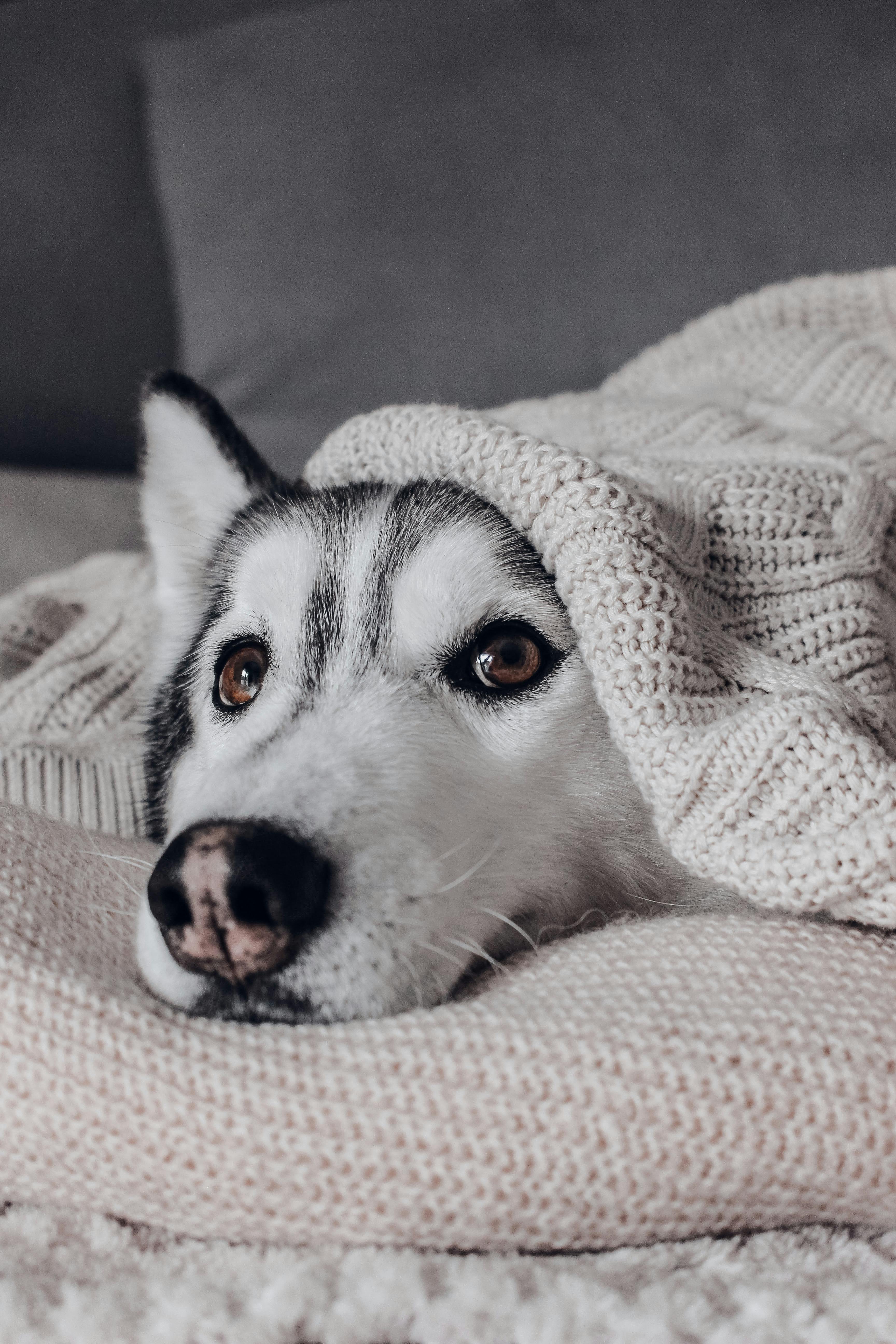 A cozy Siberian Husky wrapped in a knitted blanket for a warm and comfy vibe.