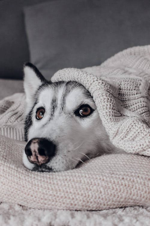 A husky dog laying on a blanket with a blanket over it