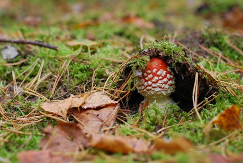 Young Mushroom Growing Out of a Moss from Ground