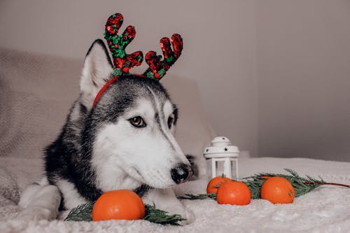 トナカイの角とオレンジを身に着けたハスキー犬