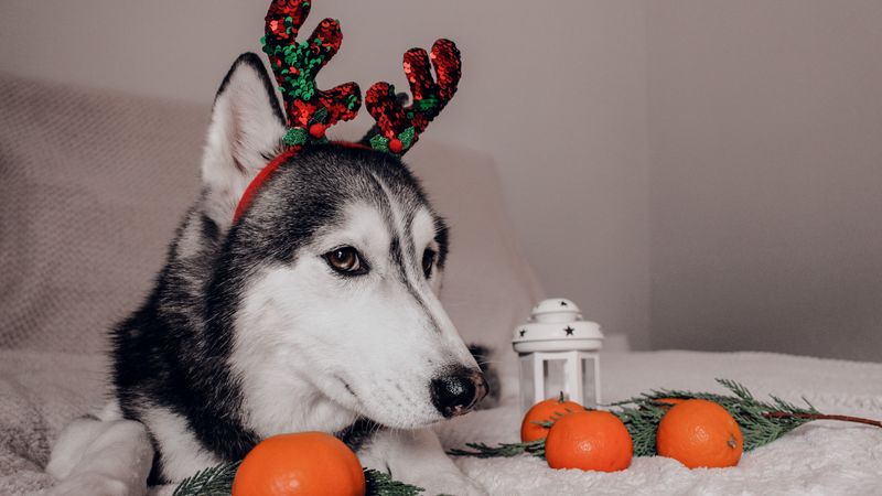 Husky mit Rentiergeweih-Haarreif liegt auf einer hellen Decke zwischen Mandarinen, Tannenzweigen und einer kleinen weißen Laterne