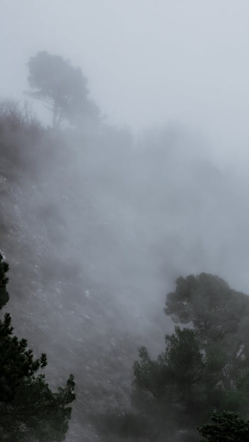 Kostnadsfri bild av dimma, dimmigt landskap, vertikalt skott