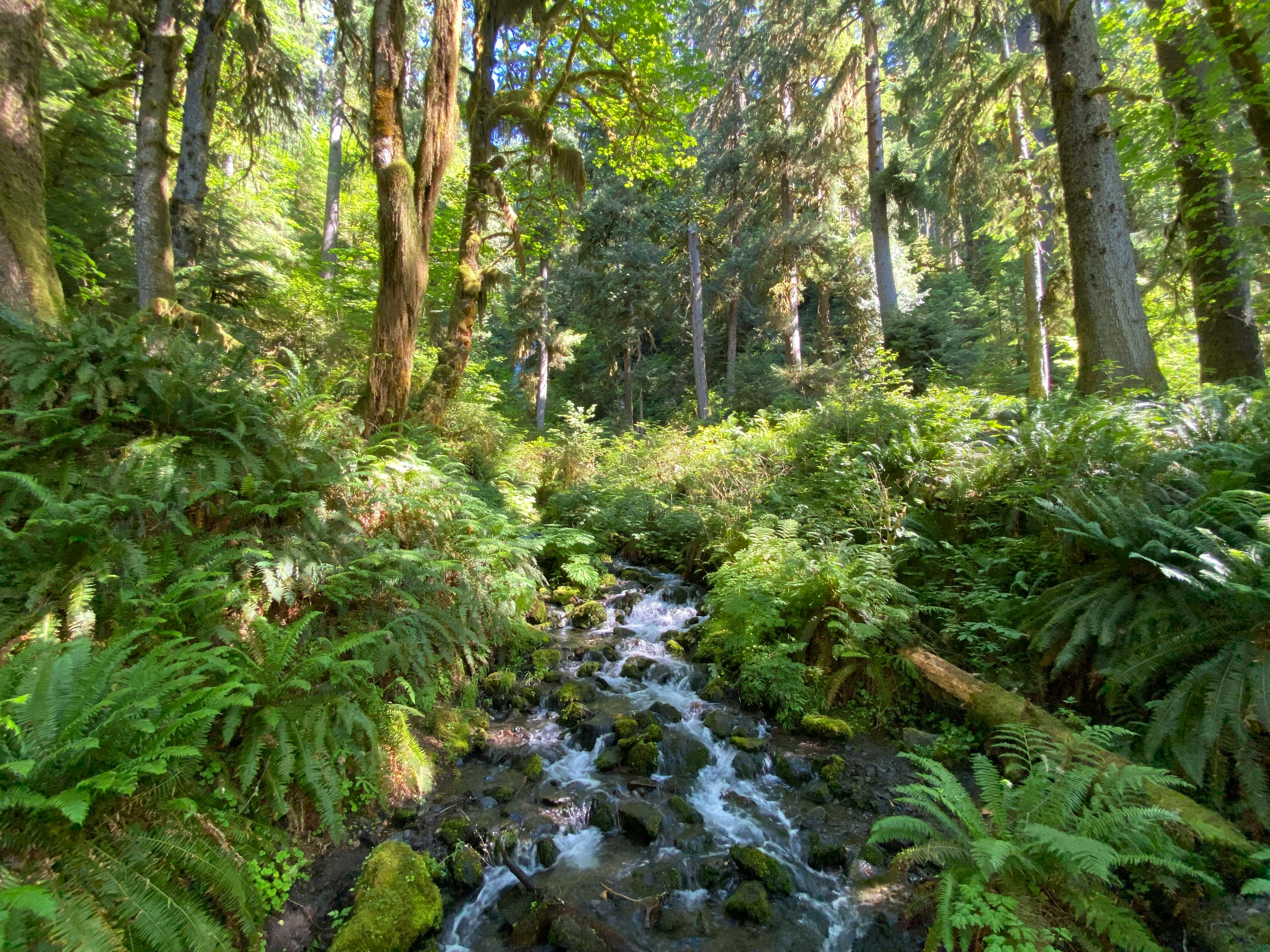 river in a forest