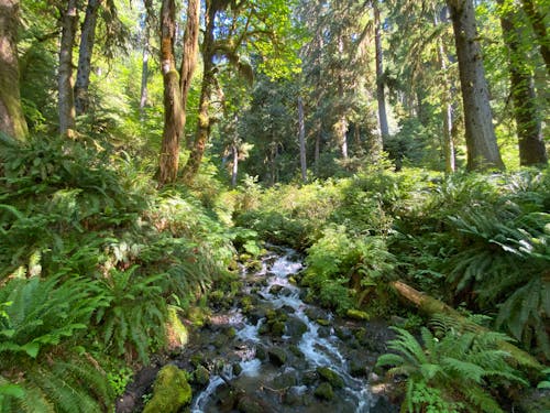 ağaçlar, akarsu, amazon yağmur ormanları içeren Ücretsiz stok fotoğraf