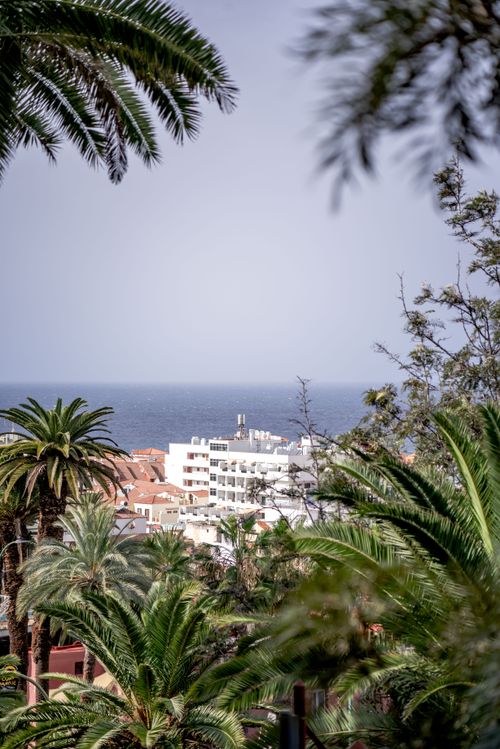 Free Scenic view of Puerto de la Cruz with lush tropical foliage and ocean backdrop. Stock Photo