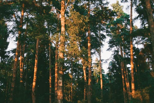 Základová fotografie zdarma na téma cestovní destinace, krajina, les