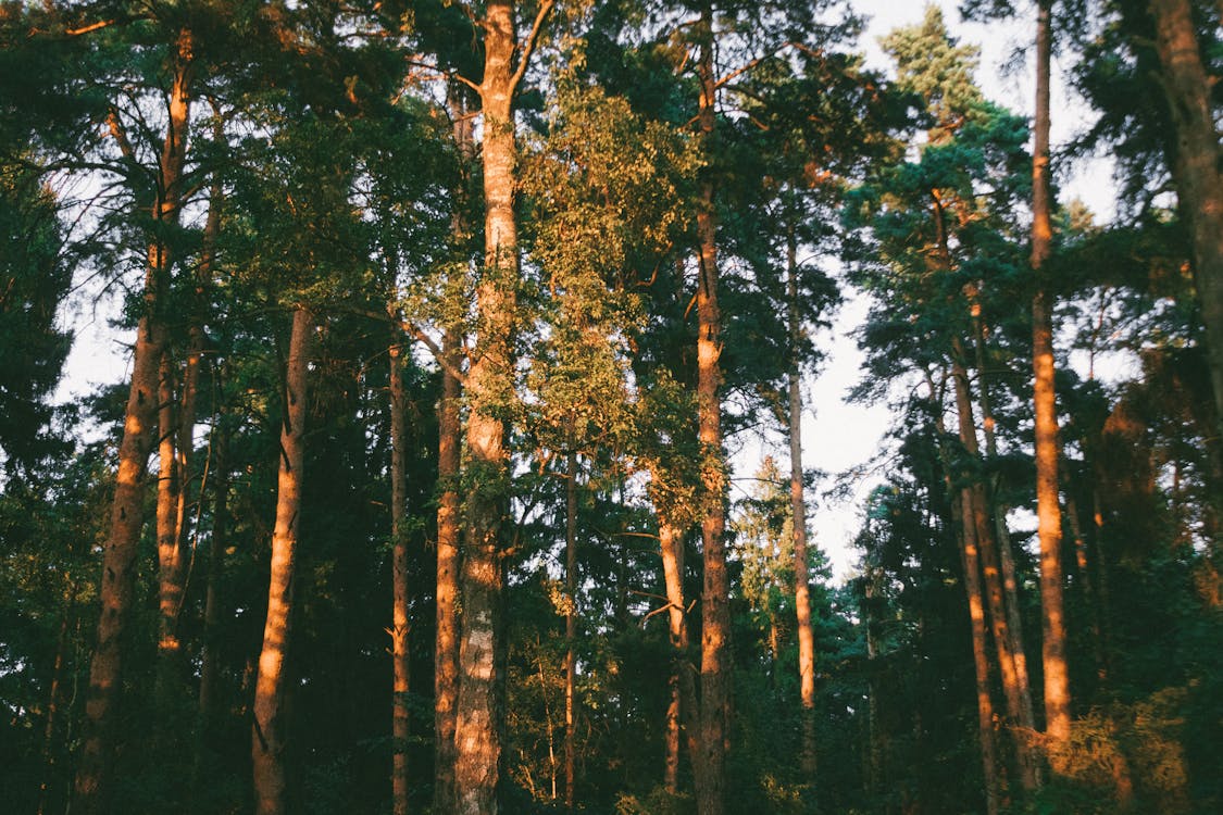 Kostenloses Stock Foto zu bäume, landschaft, landschaftlich