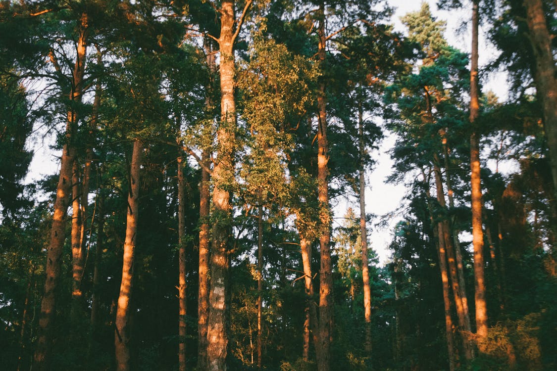 Foto stok gratis alam, hutan, indah