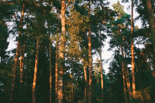 Free Tall trees bathed in warm evening light, creating a serene forest atmosphere. Stock Photo