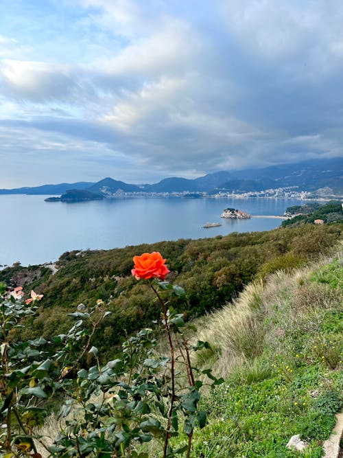 Gratis lagerfoto af blomst, budva, hav