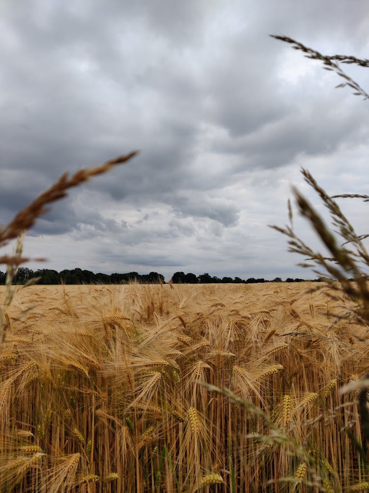 Brown Wheat Field Under Cloudy Sky