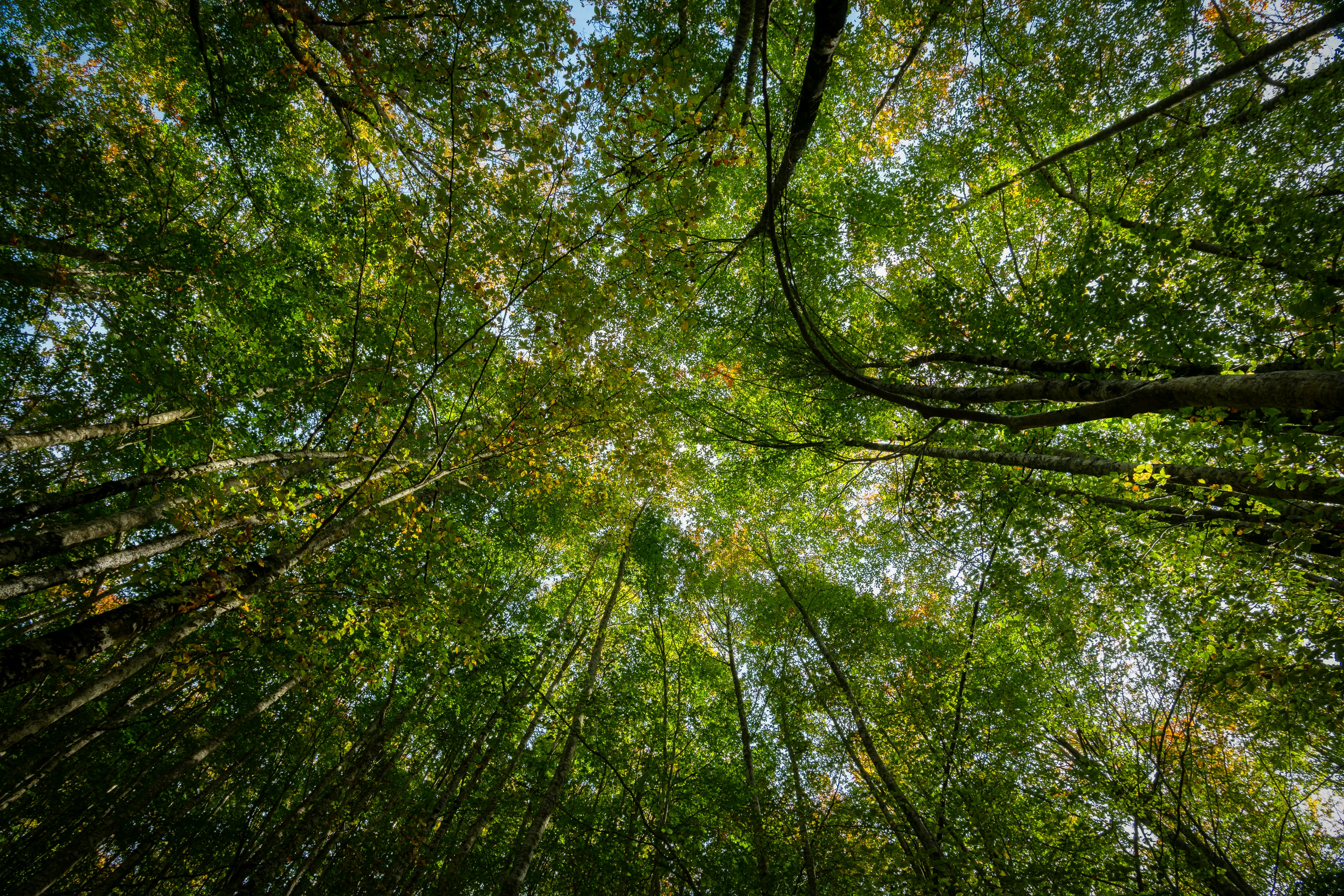 IT and Environmental, Social, and Corporate Governance (ESG), Part One: A CEO and Board Concern — Photo by Jesús Esteban San 