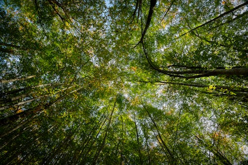 Low-Angle Shot of Tall Trees with Green Leaves