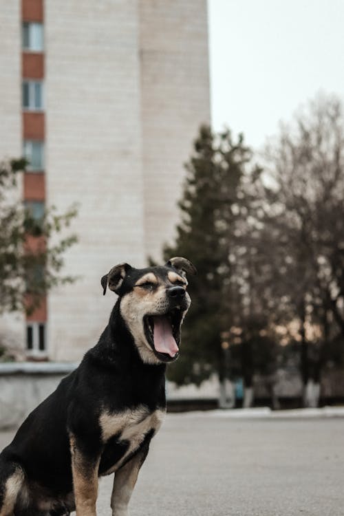 Základová fotografie zdarma na téma domácí mazlíček, městský, pes