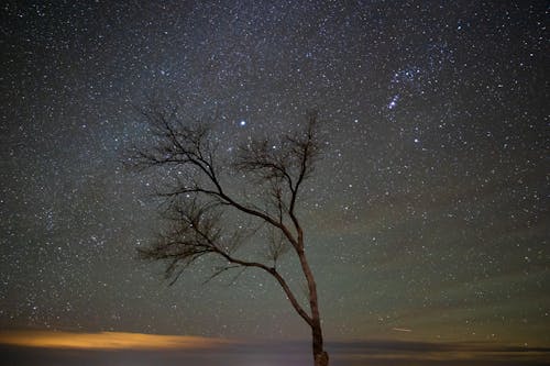 бесплатная Бесплатное стоковое фото с Астрофотография, безлистные, дерево Стоковое фото