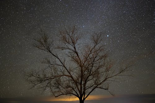 Bare Tree Under Starry Night Sky 