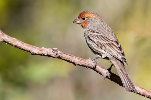 Close Up Photo of Bird Perched on Tree Branch