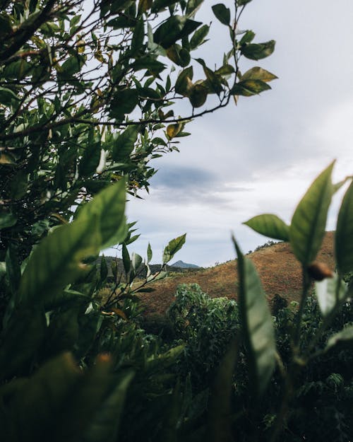 Lush Foliage in Mountains