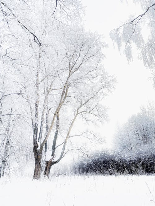下雪的天氣, 低角度拍攝, 光秃秃的树木 的 免费素材图片