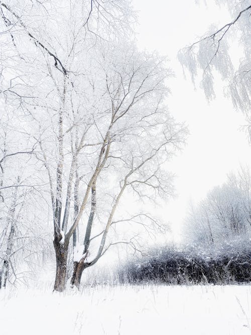 Fotobanka s bezplatnými fotkami na tému bezlistý, chladný, dno