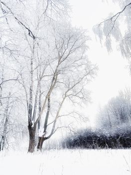A tranquil winter scene featuring frosty trees under a misty sky.