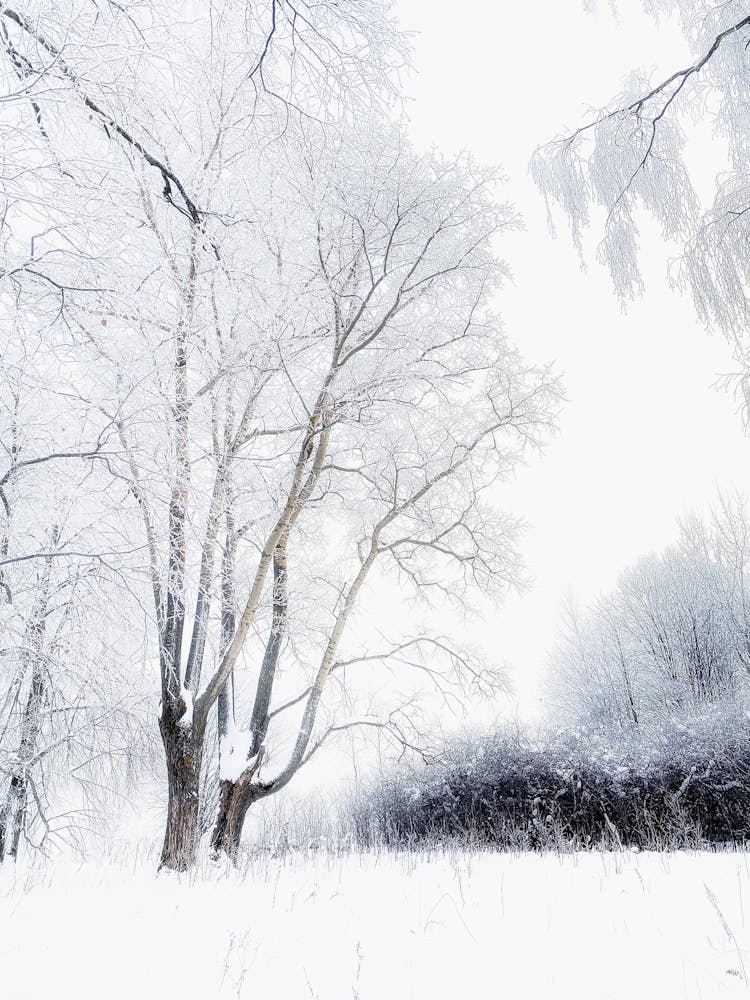 Snow Covered Bare Trees On The Ground