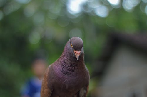 Free stock photo of animal, pigeon Stock Photo
