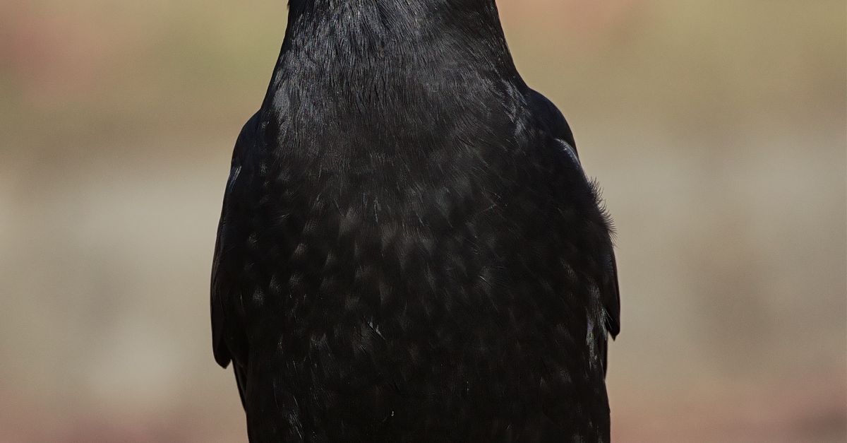 A Close-Up Shot of a Crow · Free Stock Photo