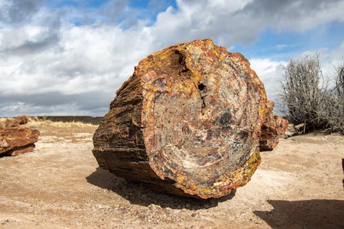 petrified wood 