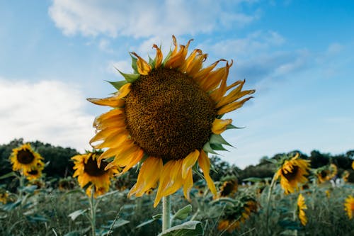 Fotos de stock gratuitas de campo de girasoles, de cerca, flora