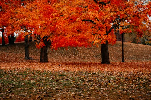 Photos gratuites de arbres, automne, couleurs automnales